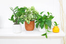 buy peperomia obtusifolia variegata live houseplant 4" pot online, vibrant variegated tropical foliage with glossy rounded leaves in cream and deep green, compact grower pot form, thrives in indirect light with minimal watering, suits a windowsill terrarium or desk arrangement, a charming and pet-safe plant gift for any occasion