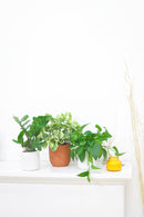 buy peperomia obtusifolia variegata live houseplant 4" pot online, vibrant variegated tropical foliage with glossy rounded leaves in cream and deep green, compact grower pot form, thrives in indirect light with minimal watering, suits a windowsill terrarium or desk arrangement, a charming and pet-safe plant gift for any occasion