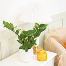 buy ZZ Plant live houseplant 8" pot online, magnificent full specimen with deep emerald glossy pinnate leaves in white cylinder pot, slow growing nearly indestructible perennial, air purifying with toxin filtering benefits, grand floor display plant for modern and contemporary interiors, stunning premium gift