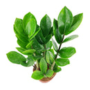buy ZZ Plant live houseplant 8" pot online, magnificent full specimen with deep emerald glossy pinnate leaves in white cylinder pot, slow growing nearly indestructible perennial, air purifying with toxin filtering benefits, grand floor display plant for modern and contemporary interiors, stunning premium gift