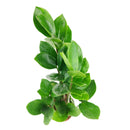 buy ZZ Plant live houseplant 8" pot online, magnificent full specimen with deep emerald glossy pinnate leaves in white cylinder pot, slow growing nearly indestructible perennial, air purifying with toxin filtering benefits, grand floor display plant for modern and contemporary interiors, stunning premium gift