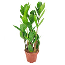 buy ZZ Plant live houseplant 8" pot online, magnificent full specimen with deep emerald glossy pinnate leaves in white cylinder pot, slow growing nearly indestructible perennial, air purifying with toxin filtering benefits, grand floor display plant for modern and contemporary interiors, stunning premium gift
