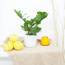 buy ZZ Plant live houseplant 8" pot online, magnificent full specimen with deep emerald glossy pinnate leaves in white cylinder pot, slow growing nearly indestructible perennial, air purifying with toxin filtering benefits, grand floor display plant for modern and contemporary interiors, stunning premium gift
