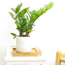 buy ZZ Plant live houseplant 8" pot online, magnificent full specimen with deep emerald glossy pinnate leaves in white cylinder pot, slow growing nearly indestructible perennial, air purifying with toxin filtering benefits, grand floor display plant for modern and contemporary interiors, stunning premium gift