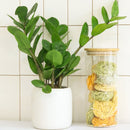 buy ZZ Plant live houseplant 8" pot online, magnificent full specimen with deep emerald glossy pinnate leaves in white cylinder pot, slow growing nearly indestructible perennial, air purifying with toxin filtering benefits, grand floor display plant for modern and contemporary interiors, stunning premium gift