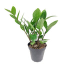 buy ZZ Plant live houseplant 8" pot online, magnificent full specimen with deep emerald glossy pinnate leaves in white cylinder pot, slow growing nearly indestructible perennial, air purifying with toxin filtering benefits, grand floor display plant for modern and contemporary interiors, stunning premium gift