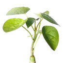 buy adenia volkensii live succulent 4 inch online, rare passifloraceae family caudex plant with twisted woody trunk, smooth pale stems and alternating dissected foliage, slow-growing perennial with medicinal heritage, bright-light lover with minimal watering routine, bold architectural floor plant for collectors, one-of-a-kind exotic gift for serious succulent enthusiasts