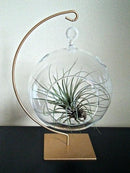 Air Plant Pots