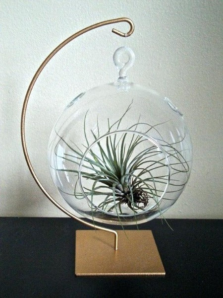 hanging globes for air plants 2'' Glass Globe Terrarium Pot for Air Plants