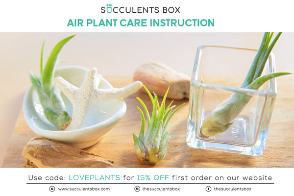 how to package air plants for shipping Airplant Care Card | How to care for Tillandsia Air Plants | Air Plants  Care Guide