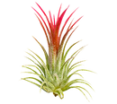 Live Air Plant Randomly Picked