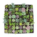 Wedding favor, assorted succulent tray, succulent gift pack, succulents for weddings, assorted succulents, succulent gift ideas, succulent species, succulent plants favor, succulents collection, succulent arrangement, wedding favor ideas, corporate gift ideas