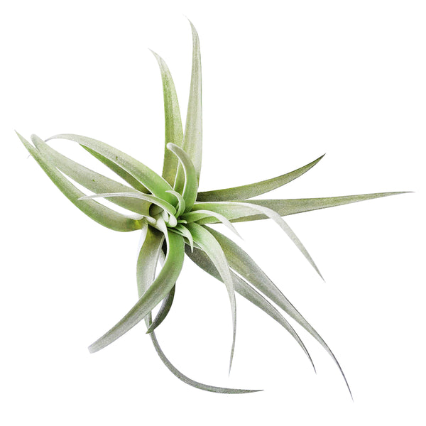 tillandsia harrisii air plant Tillandsia Harrisii Air Plant | Live Silver Air Plants Online