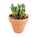 Baby Toes - Fenestraria rhopalophylla