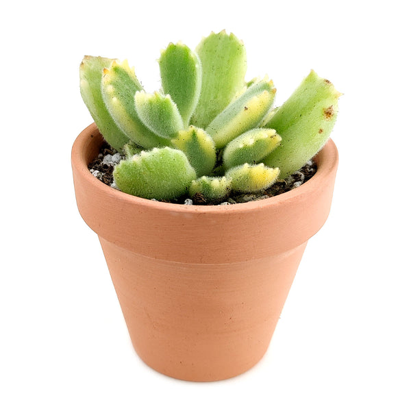 buy bear paw succulent Cotyledon Tomentosa Bear Paw Succulent | Succulent Care