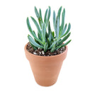 Senecio mandraliscae Blue Chalk Sticks