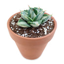buy variegated butterfly agave live succulent 3.5 inch online, blue-green and creamy yellow variegated rosette foliage, compact architectural form with slow steady long-lived growth, sharp terminal and marginal spines throughout leaf structure, thrives in full sun with very low water requirements, striking sculptural accent for desert, boho or modern minimalist decor, a rare and highly sought-after collector succulent gift