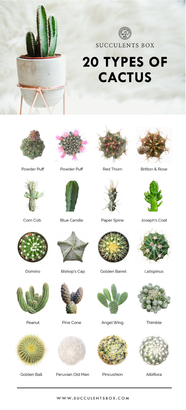 succulent house plants identification