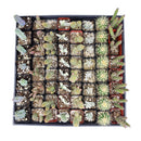 Wedding favor, cactus tray, cactus gift pack, succulents for weddings, cactus succulents, cactus succulent gift ideas, cactus gift ideas, cacti species, cacti plants, cacti succulents, wedding favor ideas, corporate gift ideas