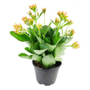 buy kalanchoe blossfeldiana 'calandiva orange' live succulent 2'' pot online, tiny starter pot with rich green waxy leaves and vibrant warm orange double flowers, compact bohemian flowering succulent perfect for small spaces, drought tolerant and for