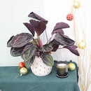 buy calathea 'dottie' live houseplant 4" pot online, dark glossy leaves with vivid pink veins and outlined edges creating living art effect, prayer plant leaf folding behavior each evening, compact slow-growing tropical suitable for kitchen or bathroom display, air-purifying pet-safe evergreen perennial, sophisticated bohemian accent for any humid indoor space, perfect as a special occasion plant gift