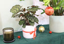 6" pot calathea 'makoyana' peacock live houseplant for sale, impressive full clumping tropical specimen, large papery oval leaves with intricate hand-painted peacock feather markings, deep red-purple leaf reverses, air-purifying humidity-loving evergreen, bold floor-level bohemian accent plant, unforgettable plant gift for any home