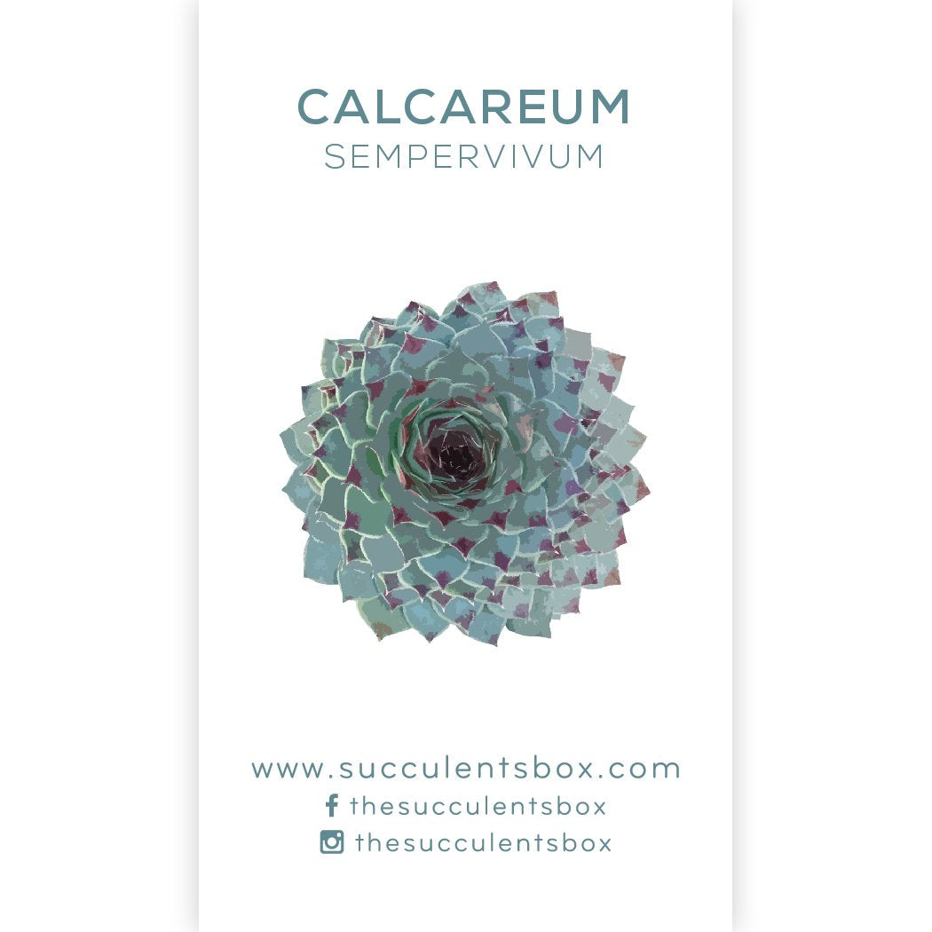 Succulent ID Cards for sale, Airplant ID Cards for sale, Succulent Care Cards, ID Cards for Specific Succulents, Identifying Types of Succulents, Types of Succulent Plants, How to identify Types of succulents, Succulents Gift Ideas, How to care for Types of Succulents. indoor succulents.