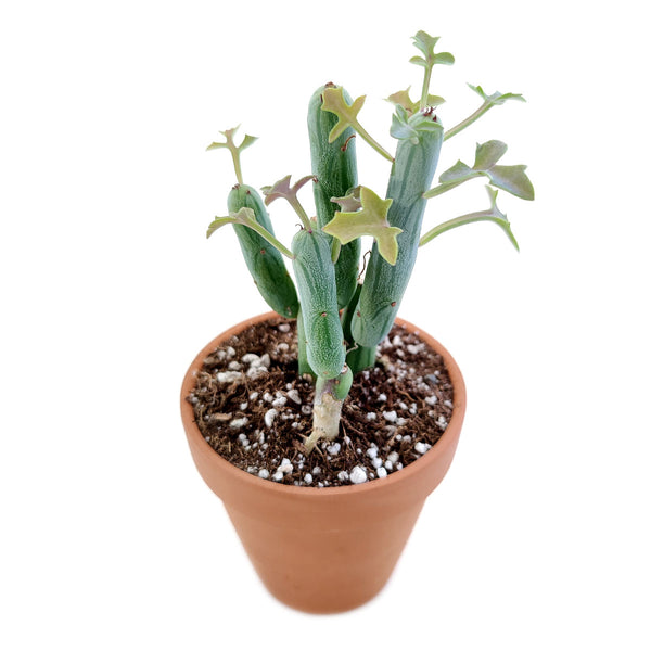 hot dog plant succulent Senecio articulatus Candle Plant for Sale