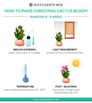 christmas cactus, thanksgiving cactus, how to care for a christmas cactus, thanksgiving cactus care, Christmas Cactus Thanksgiving Cactus for sale