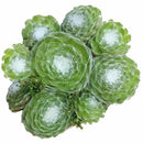 Sempervivum arachnoideum Cobweb Hens and Chicks