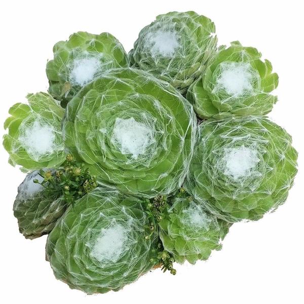 Sempervivum Cobweb Hens and Chicks - Hardy Live Plants