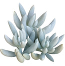 Senecio Cocoon Plant - Woolly Senecio
