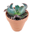 Echeveria Culibra Succulent