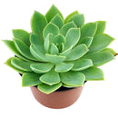 Buy an 8-pack of 4" live plants online. Choose eight plants of your choice to create a lush and diverse collection in 4" pots. Perfect for filling larger spaces, decorating your home or office, and growing your plant collection.
