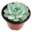 4 inch echeveria 'domingo' live succulent for sale, wide rosette reaching up to 10 inches at maturity, pink-tipped leaf margins contrasting with cool blue-green body, slow-growing collector variety, pet-friendly and beginner-friendly care, a beautiful statement plant for patios or bright indoor spots, wonderful gift for succulent enthusiasts and collectors