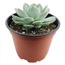 4 inch echeveria 'domingo' live succulent for sale, wide rosette reaching up to 10 inches at maturity, pink-tipped leaf margins contrasting with cool blue-green body, slow-growing collector variety, pet-friendly and beginner-friendly care, a beautiful statement plant for patios or bright indoor spots, wonderful gift for succulent enthusiasts and collectors