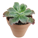 Echeveria Crinoline Ruffles - Echeveria Dick's Pink