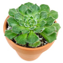 buy echeveria setosa var. ciliata live succulent 4 inch online, furry textured blue-green rosette with subtle red-brown leaf margins and mucronate tips, compact slow-growing succulent in plastic pot, blooms red-tipped yellow flowers in spring, low maintenance and drought tolerant, eye-catching bohemian decor for any room, an unforgettable gift for succulent enthusiasts