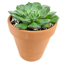 buy echeveria setosa var. ciliata live succulent 4 inch online, furry textured blue-green rosette with subtle red-brown leaf margins and mucronate tips, compact slow-growing succulent in plastic pot, blooms red-tipped yellow flowers in spring, low maintenance and drought tolerant, eye-catching bohemian decor for any room, an unforgettable gift for succulent enthusiasts