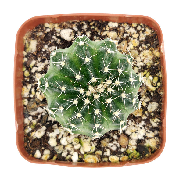 Echinocereus Pulchellus var Acanthosetus Cactus | Unique Succulent Gift  Decor