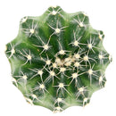 buy Echinocereus Pulchellus var Acanthosetus Cactus live cactus 3 inch online, full plant view in plastic pot showing globular body and pale spines, rare Mexican native cactus, deep taproot requires well-draining soil, collector-grade rare find, thoughtful and unique plant gift for cactus enthusiasts