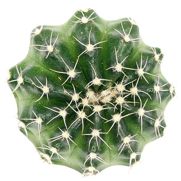 echinocereus pulchellus Echinocereus Pulchellus var Acanthosetus Cactus | Unique Succulent Gift  Decor