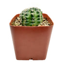 buy Echinocereus Pulchellus var Acanthosetus Cactus live cactus 3 inch online, full plant view in plastic pot showing globular body and pale spines, rare Mexican native cactus, deep taproot requires well-draining soil, collector-grade rare find, thoughtful and unique plant gift for cactus enthusiasts