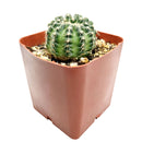 buy Echinocereus Pulchellus var Acanthosetus Cactus live cactus 3 inch online, full plant view in plastic pot showing globular body and pale spines, rare Mexican native cactus, deep taproot requires well-draining soil, collector-grade rare find, thoughtful and unique plant gift for cactus enthusiasts