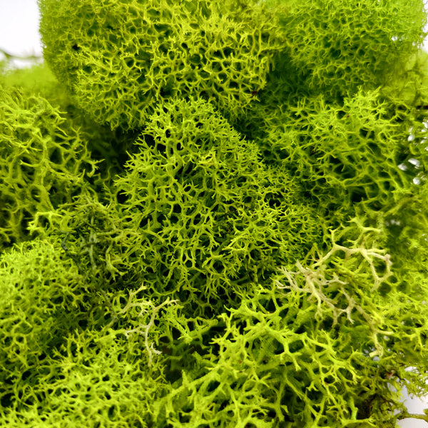 Preserved Lime Green Reindeer Moss – Mossy Moss by Olia