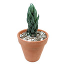Haworthia reinwardtii f. triebneri