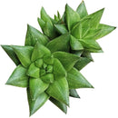 Haworthia marumiana var. Batesiana Succulent