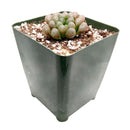 Haworthia cooperi var. truncata ‘Alien Eggs’
