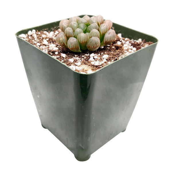 alien eggs succulent Haworthia cooperi var. truncata 'Alien Eggs' | Succulent Gift Decor Ideas