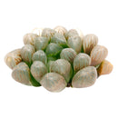 Haworthia cooperi var. truncata ‘Alien Eggs’